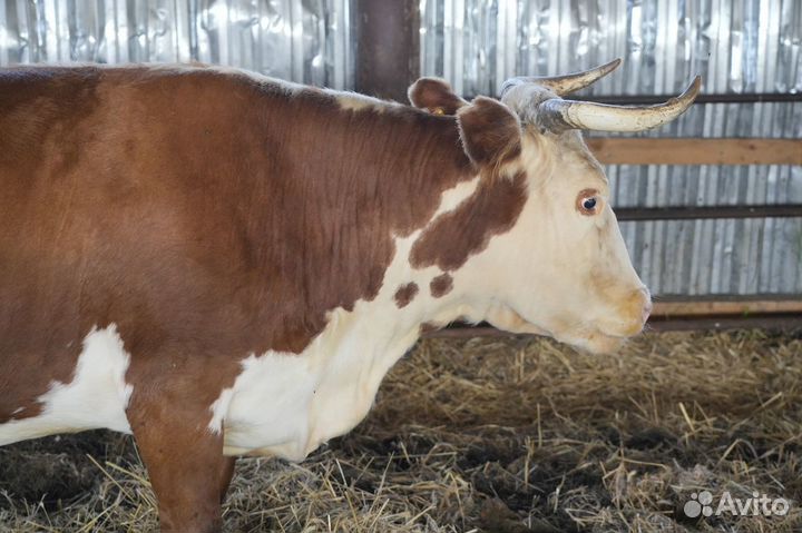 Коровы герефордской породы класса класса элита и э