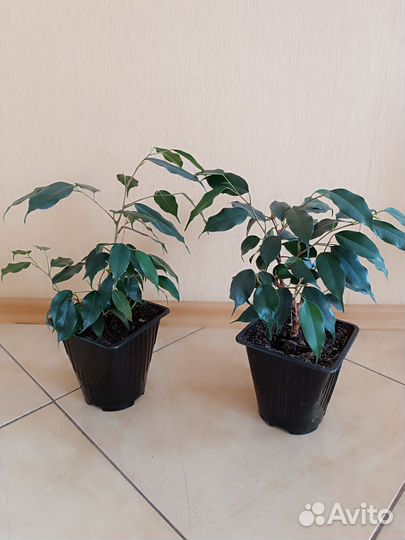 Комнатные цветы