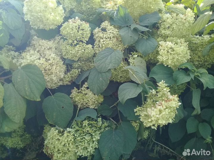 Сумах оленерогий гортензия георгины смородина и др