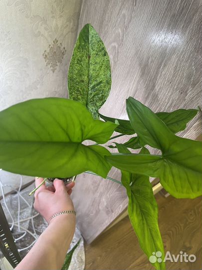 Сингониум моттлед