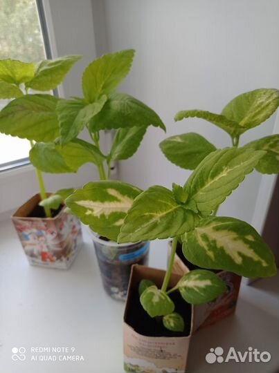 Колеус защитник дома, приносит в дом удачу, деньги