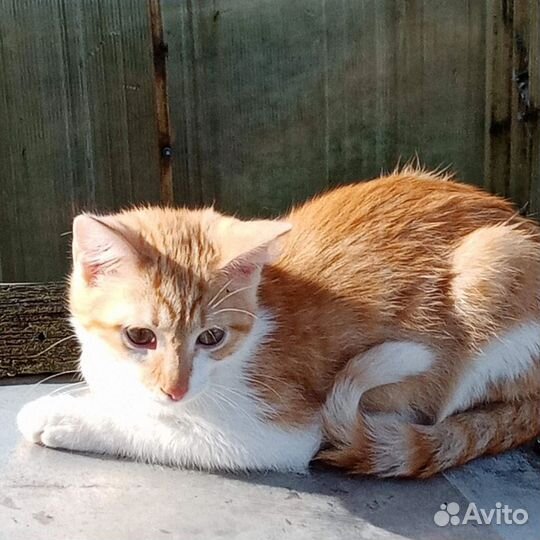 Молодой рыжик котик