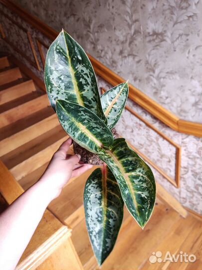 Аглаонема чарта Монгол