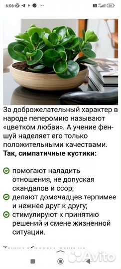 Пеперомия туполистная