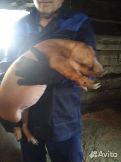 Поросята породы дюрок