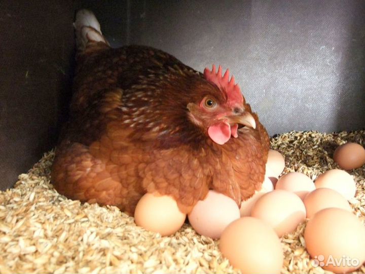 Куры Несушки, Бесплатная доставка