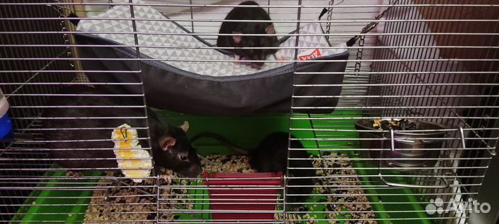 Крысы Дамбо с клеткой