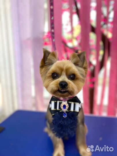 Груминг/грумер/стрижка собак/вычес