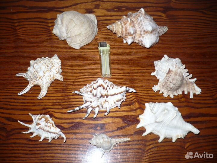 Ракушка (рапана)