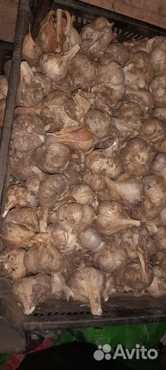 Чеснок домашний