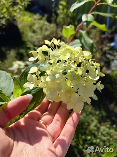 Саженцы декоративные кустарники