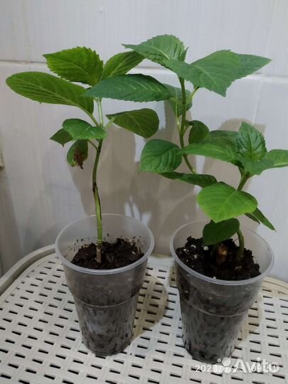 Гортензия крупнолистная саженцы