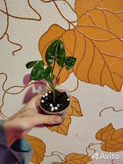 Сингониум тиффани