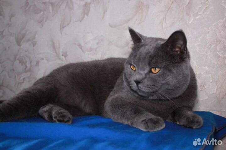 Кот в добрые руки