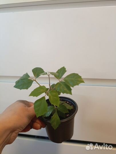 Комнатные растения любой 100