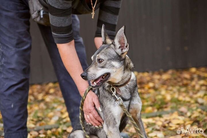 Пес Анчар в добрые терпеливые руки