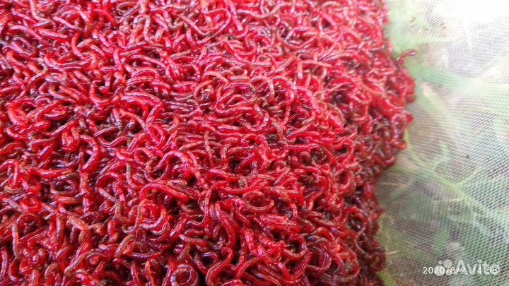 Мотыль насадочный