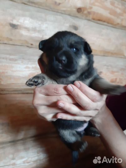 Щенки в добрые руки