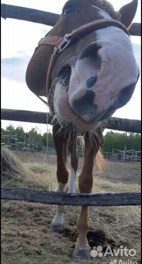 Конский коровий навоз перегной в мешках