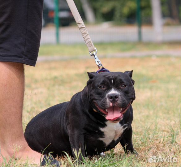 Девочка Американский булли