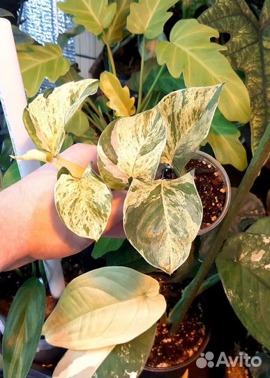 Растения в подарок