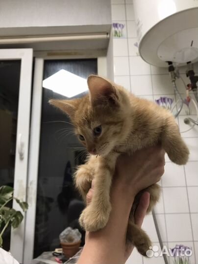 Котенок в добрые руки