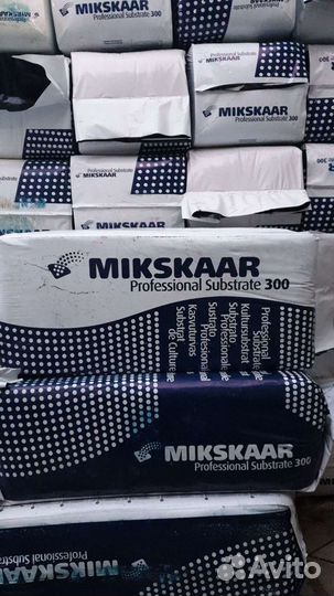 Рассада помидор