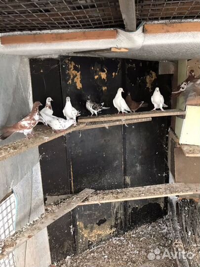 Бакинские бойные голуби