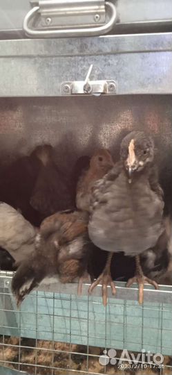 Цыплята подрощеные