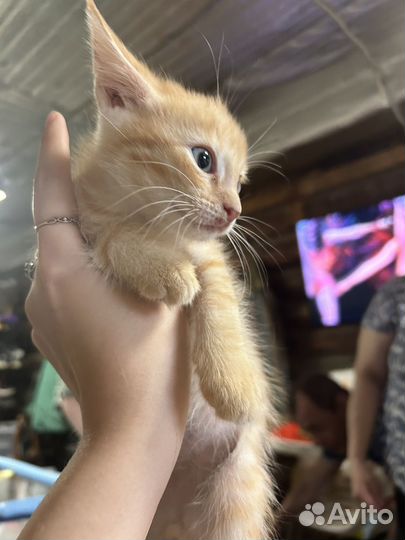 Котенок в добрые руки