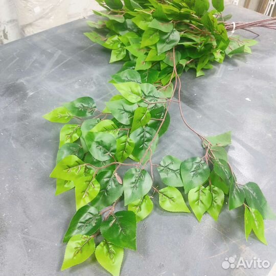 Ветка березы