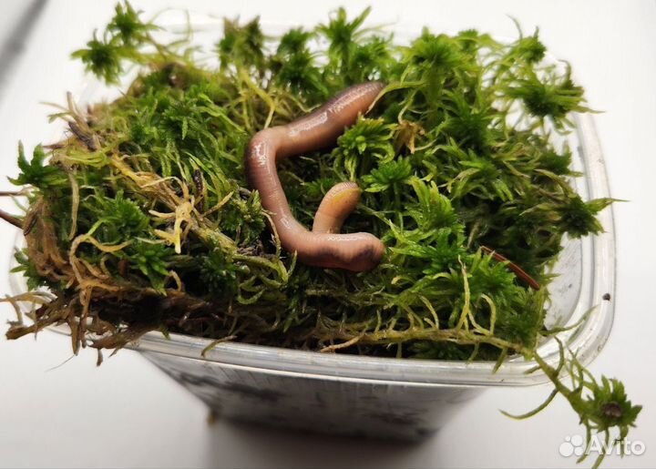 Живые насадки, Приманки и Прикормки для рыбалки