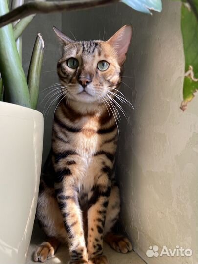 Бенгальская