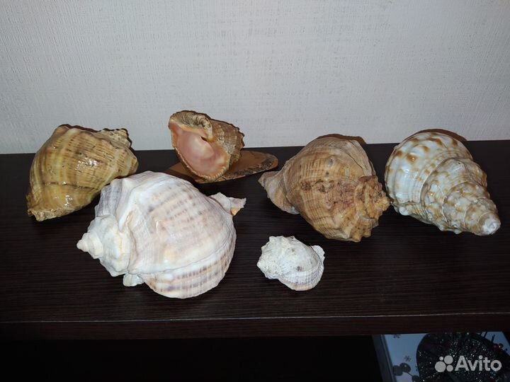 Ракушки СССР