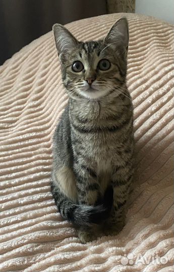 Котенок в добрые руки