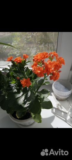 Каланхоэ цветущий