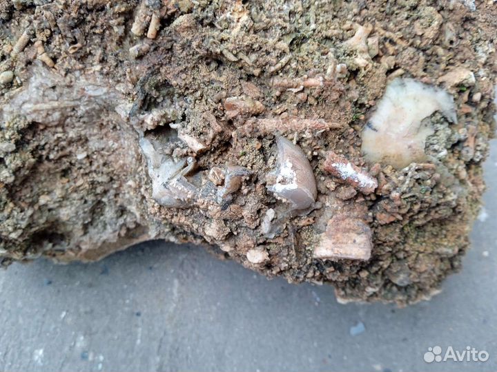 Известняк с включениями