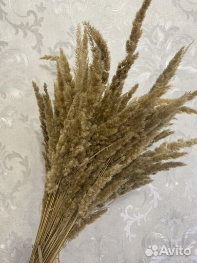 Вейник - сухоцвет