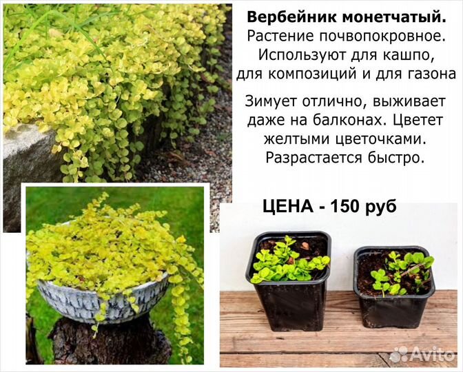 Суккуленты, цветы для балкона, многолетники цены о