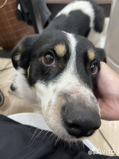 Передержка животных кошек и собак