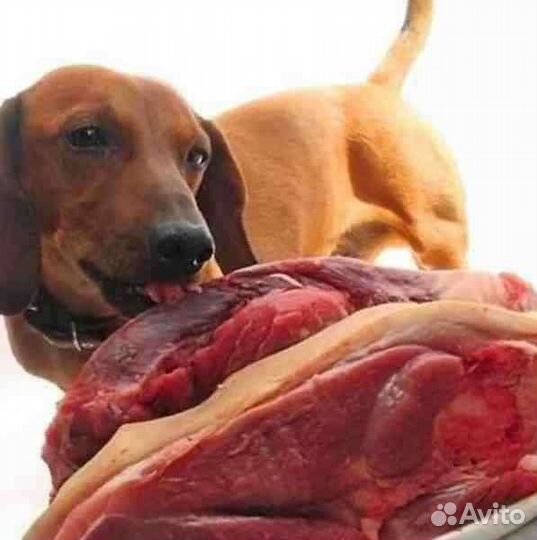 Корм, мясо для собак и животных