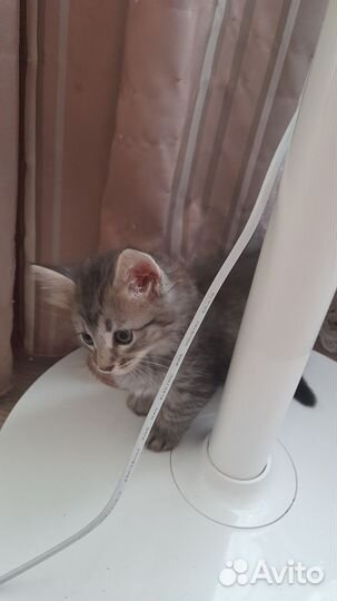 Кошки в добрые руки