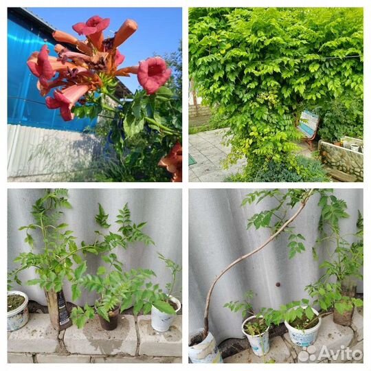 Саженцы кампсиса