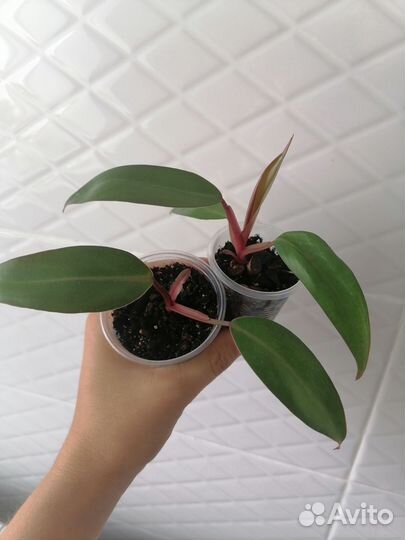 Филодендроны