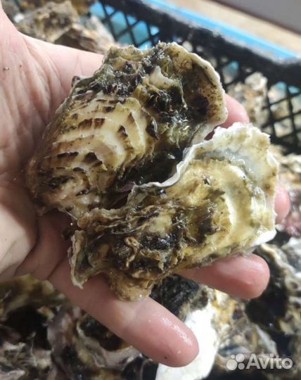 Крымская Устрица