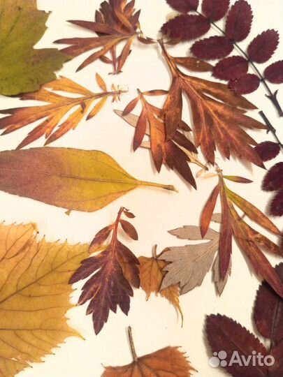 Сухоцветы, листья набор творчества гербарий