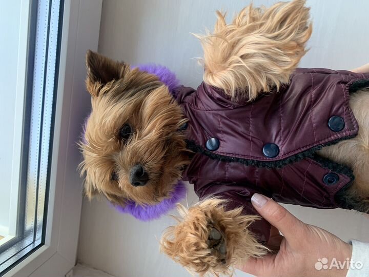 Зимний костюм для собак