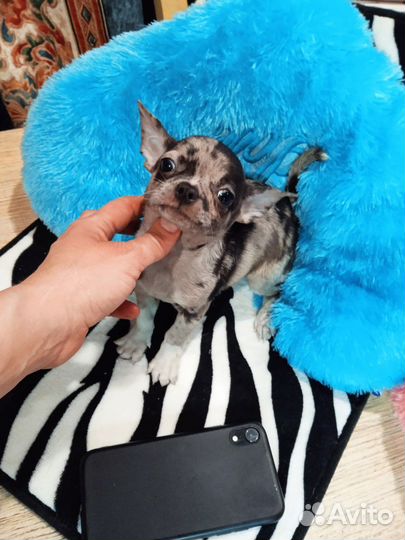 Собаки чихуахуа мини Мерле