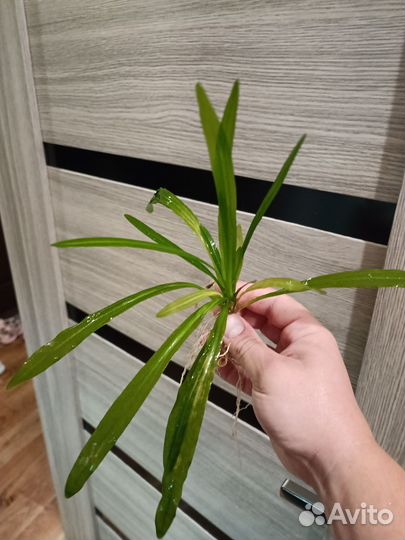 Аквариумное растение Эхинадорус Уругвайский