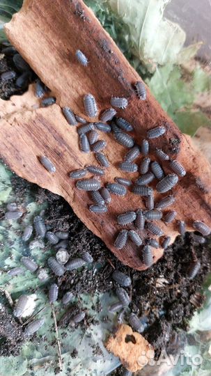 Улитки Ахатина Ретикулята и Мокрицы